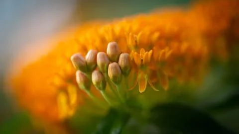 Orange Milkweed 스톡 사진