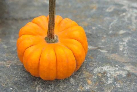 Orange mini pumpkin on gray background for halloween or thanksgiving Foto stock