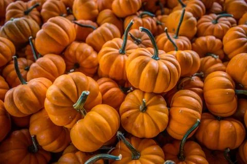 Orange mini pumpkins in a pile Stock Photos