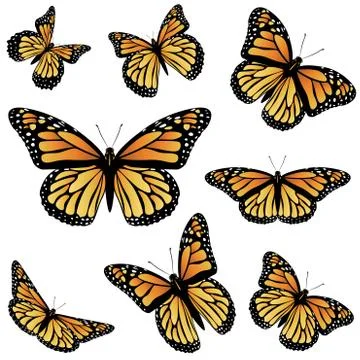 Orange Monarch Butterfly Ilustración de archivo