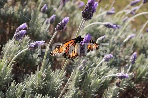 Orange monarch butterfly Stock Photos