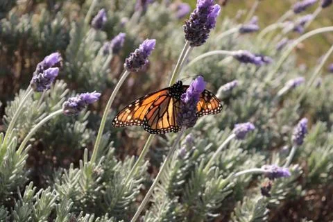 Orange monarch butterfly Stock Photos