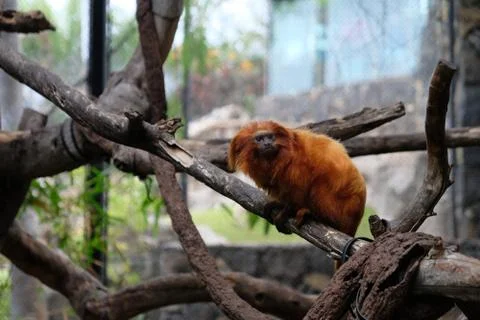 Orange monkey on a branch in captivity Stock Photos