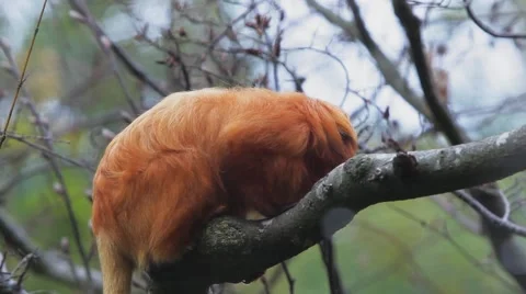 Orange Monkey Jumps From a Branch 動画素材 41890079