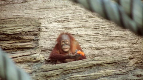 An orange monkey kid is peeling an orange carrot with his teeth 動画素材 41753915