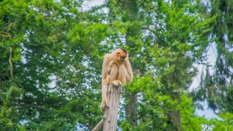 Orange monkey with long arms is sitting on the top of a branch Stock Footage