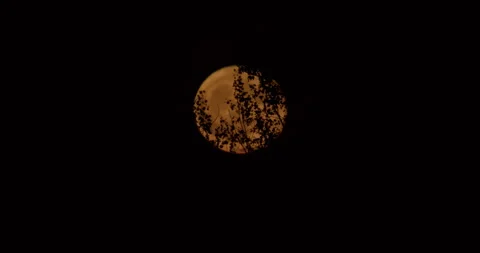 Orange Moon Behind Tree Branches Against Black Night Sky Stock Footage 340857759