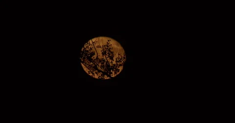 Orange Moon Partially Obscured by Tree Branches at Night Stock Footage 340857167