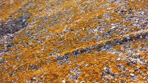 Orange Moss smooth motion. Macro. 4K Texture Stock Footage 스톡 동영상 115095669
