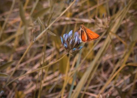 A orange moth in a blue flower Foto stock
