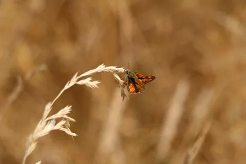 An orange moth delicately perched on the tip of pale dead grass Stock Photos
