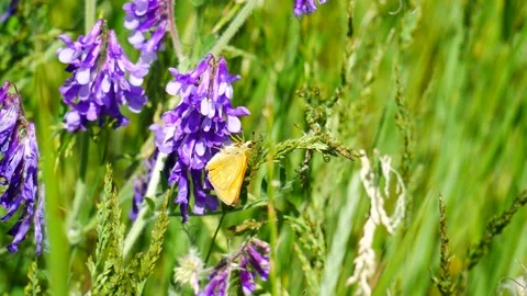 An orange moth on a purple flower eats nectar. 動画素材 155890243