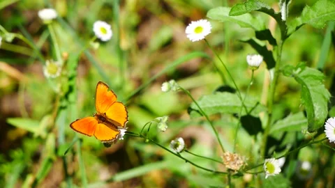 An orange moth sits on a white daisy and flies away and it gets dark. 스톡 동영상 246194821