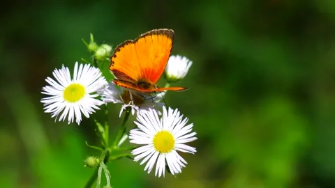 An orange moth on a white daisy in the forest shimmers in the sun. Video stock 246063258