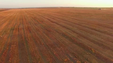 Orange Mown Field At Sunset Stock-Footage 53764228