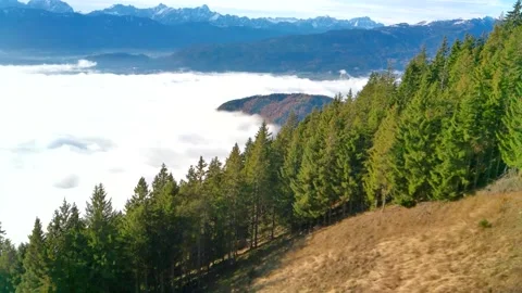 Orange mown grass growing down the slope trees and white thick fog Stock Footage 256432551