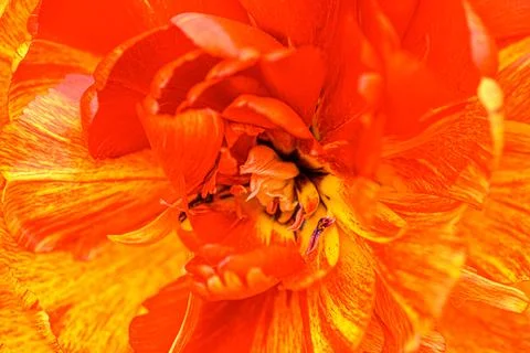 Orange multi-layer tulip blooming Stock Photos
