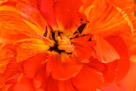 Orange multi-layer tulip petals Stock Photos