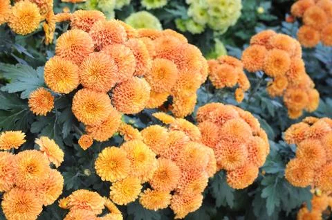Orange mum Stock Photos