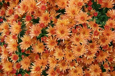 Orange Mums Stock Photos