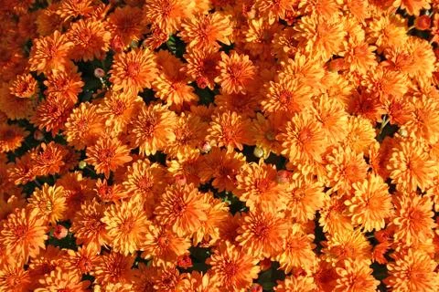 Orange Mums Stock Photos