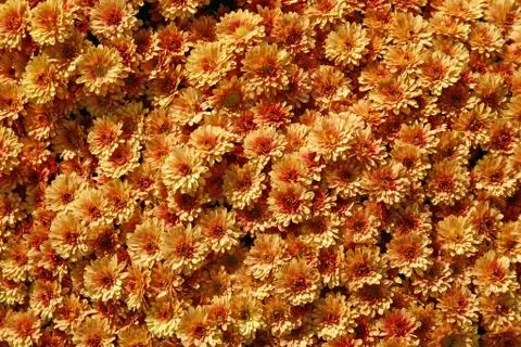 Orange Mums 스톡 사진