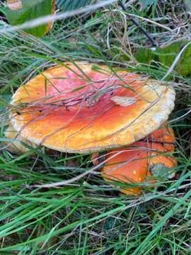Orange mushroom in Autumn Stock Photos