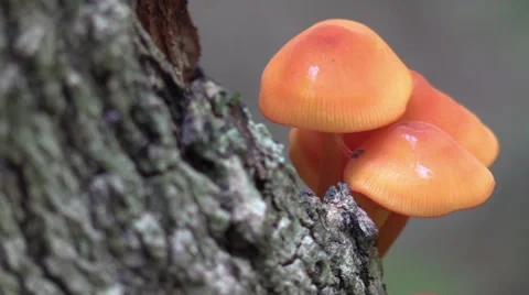 Orange mushroom closeup on side of tree Video stock 54101476