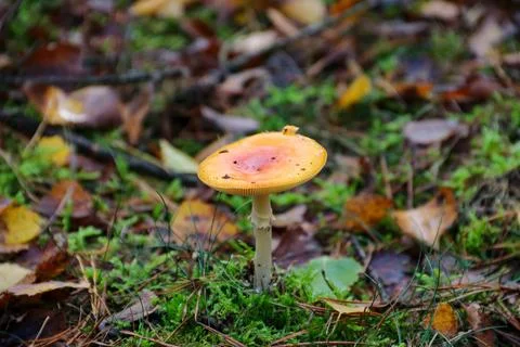 Orange mushroom on forest floor among moss and autumn leaves 스톡 사진
