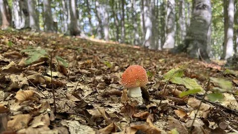 Orange mushroom in forest Stock Photos