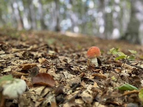 Orange mushroom in forest Stock Photos