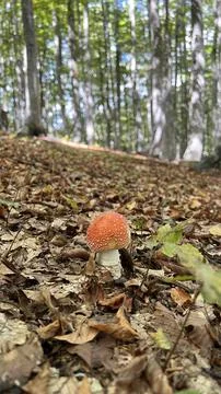 Orange mushroom in forest Stock Photos