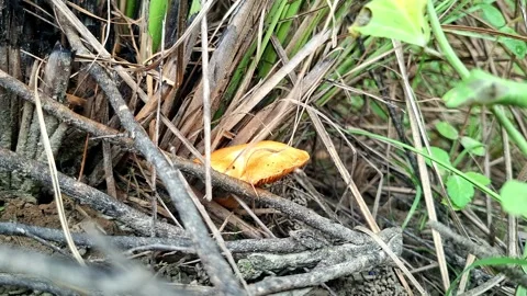 Orange Mushroom Growing Under Dry Twigs And Stems Stockbeeldmateriaal 340242982