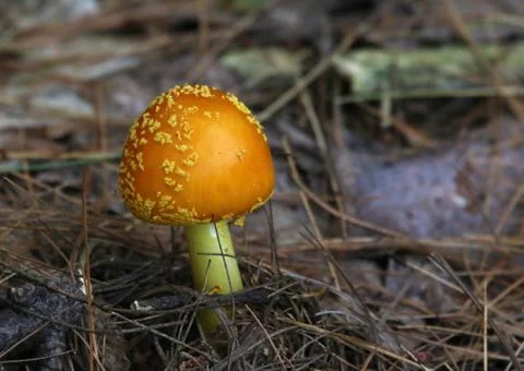 Orange Mushroom Stock Photos