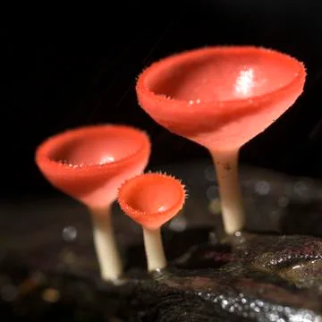 Orange mushroom Stock Photos