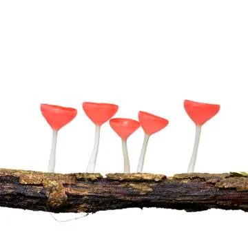 Orange mushroom Stock Photos