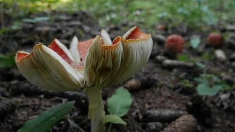 Orange mushroom Stock Photos