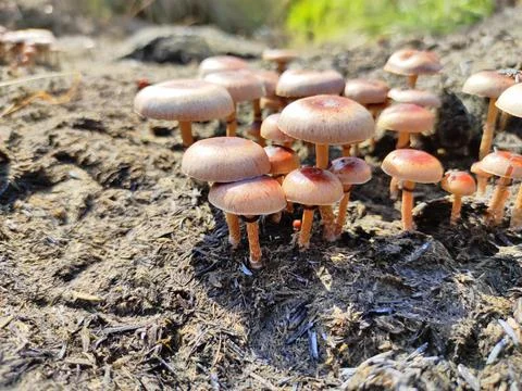 Orange Mushroom Stock Photos