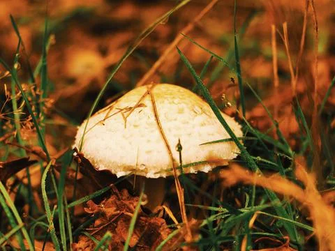 Orange mushroom Foto stock