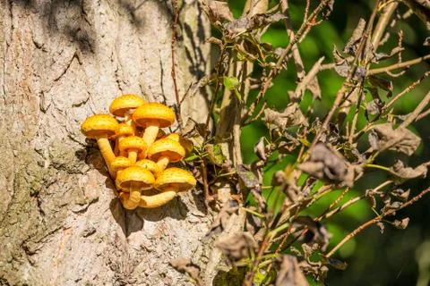 Orange Mushroom on Tree Trunk Stock Photos