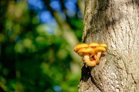 Orange Mushroom on Tree Trunk Stock Photos