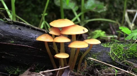 Orange mushroom zoom in Stock Footage 63309681