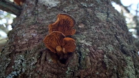 Orange Mushrooms Growing on Tree Bark Stock Footage 80272097
