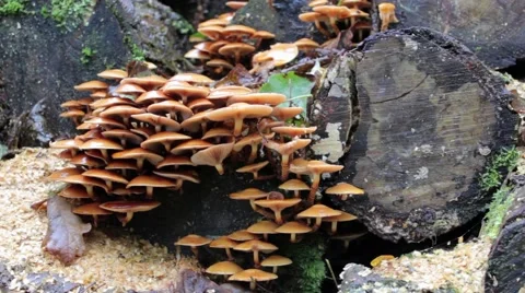 Orange mushrooms on logs Stock Footage 43378971