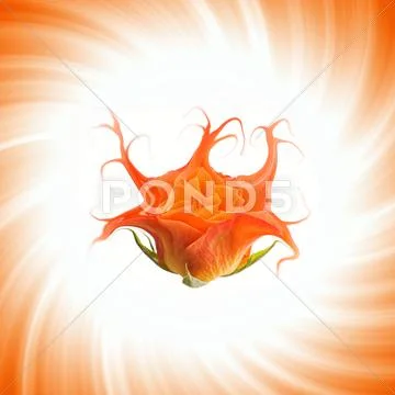 Orange mutant rose on abstract background Stock Photos