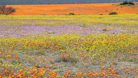 Orange Namaqualand daisy (Dimorphotheca sinuata) and Canola (Brassica Stock Footage 289866299