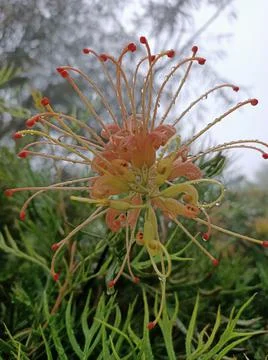 Orange native flower Stock Photos