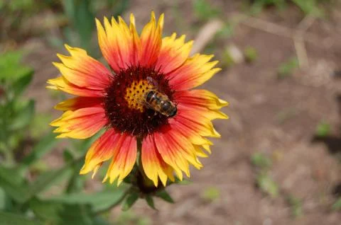 Orange nectar. The bee inside the yellow-orange flower. Foto stock