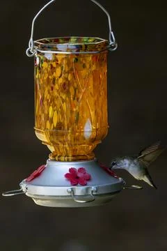 Orange Nectar feeder Stock Photos
