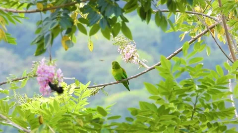 An orange-ned parakeet perches on a branch amidst lush green foliage and Stock Footage 267017828